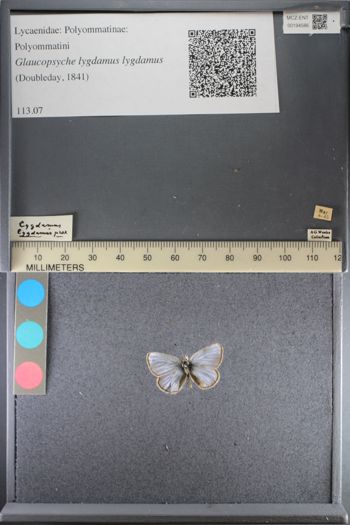Media type: image;   Entomology 194586